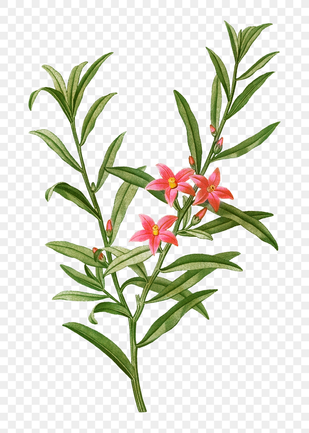 Willow-leaved crowea branch plant transparent | Premium PNG Sticker ...