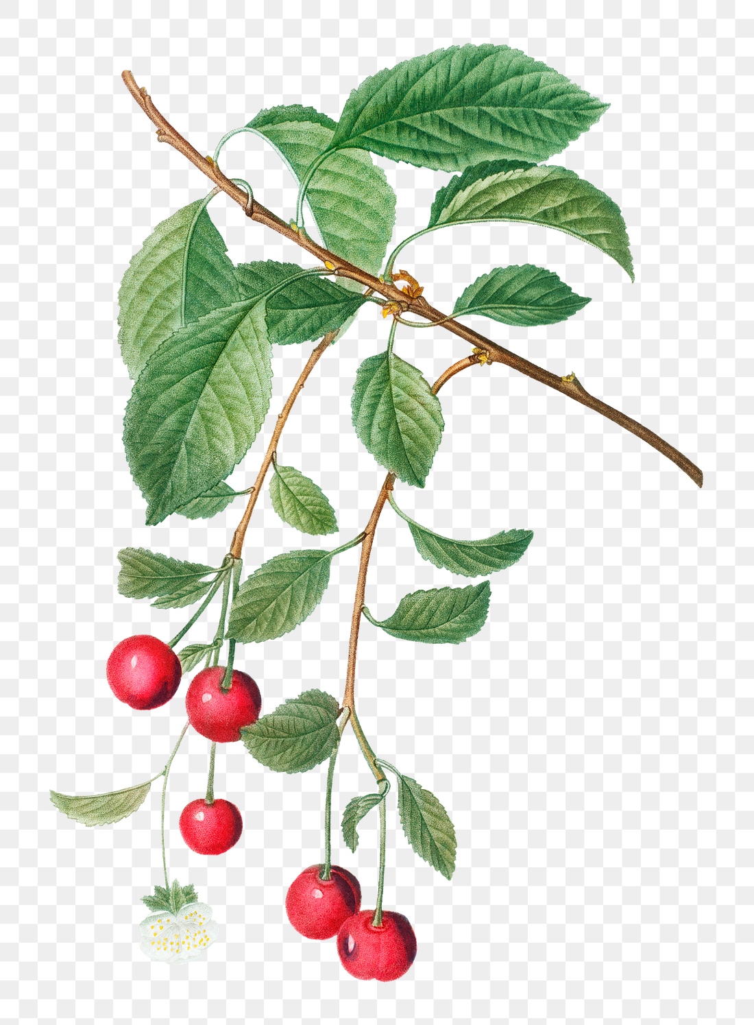 Cherry branch plant transparent png | Premium PNG Sticker - rawpixel