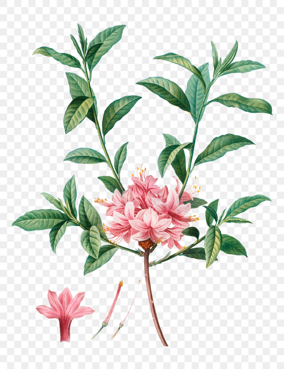 Blooming pink azalea transparent png | Premium PNG Sticker - rawpixel