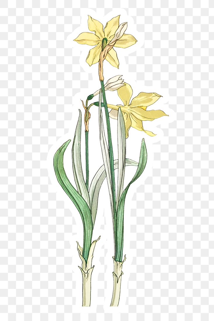 Vintage jonquil flower sticker white | Free PNG Sticker - rawpixel