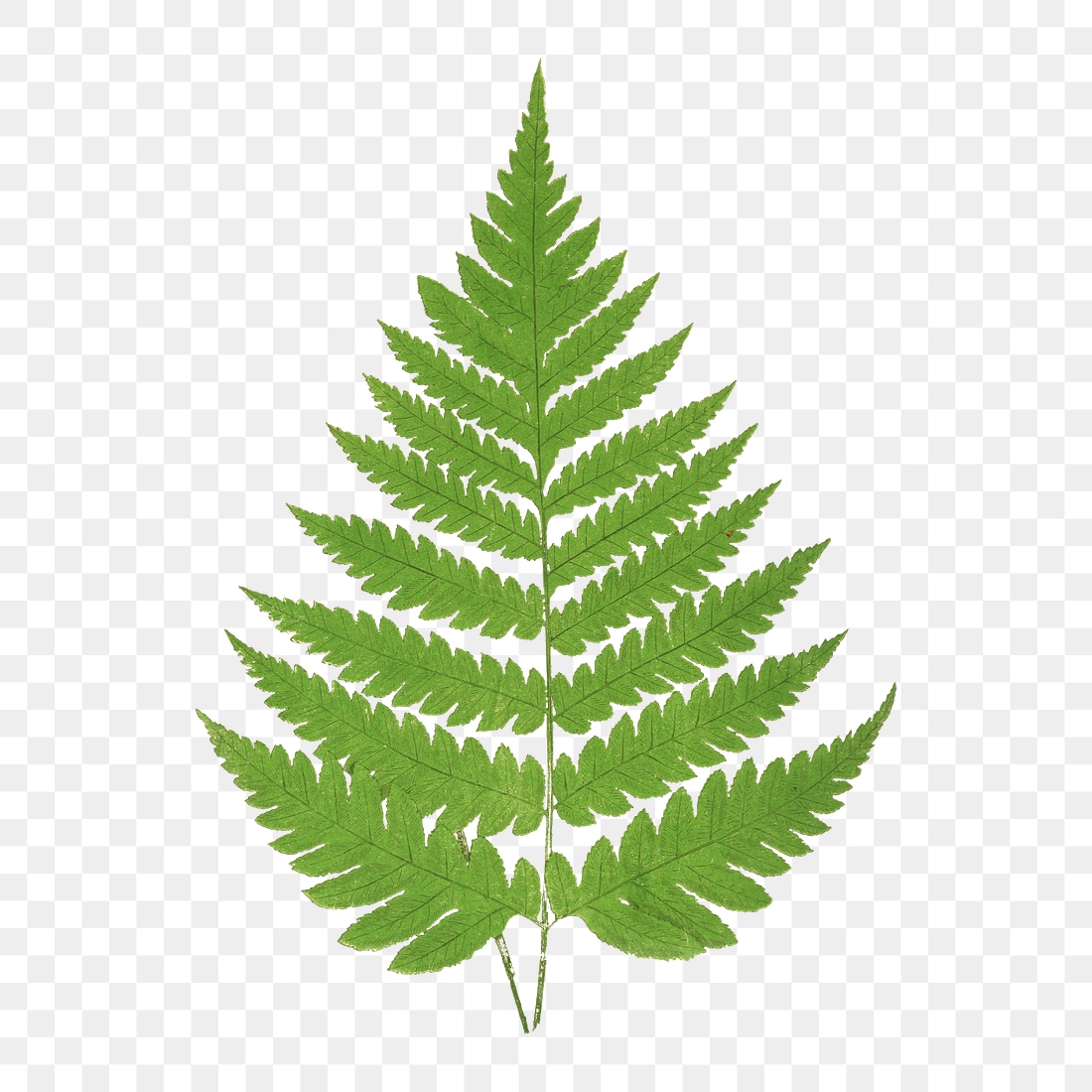 Acrostichum Alienum fern leaf illustration | Premium PNG Sticker - rawpixel