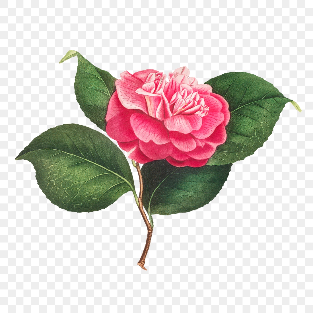 Vintage Camellia transparent png | Premium PNG Sticker - rawpixel