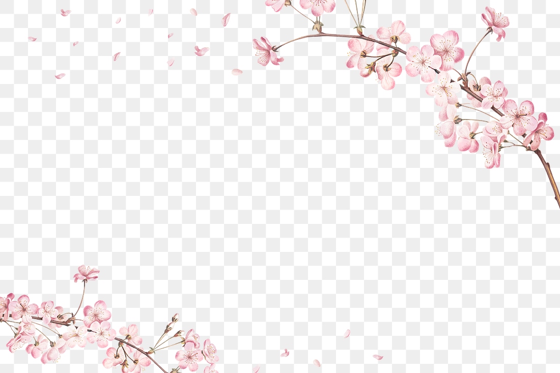 Pink cherry blossom flower branch | Premium PNG - rawpixel