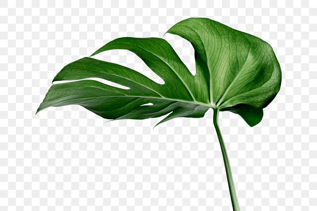 Split leaf philodendron, monstera plant | Premium PNG Sticker - rawpixel