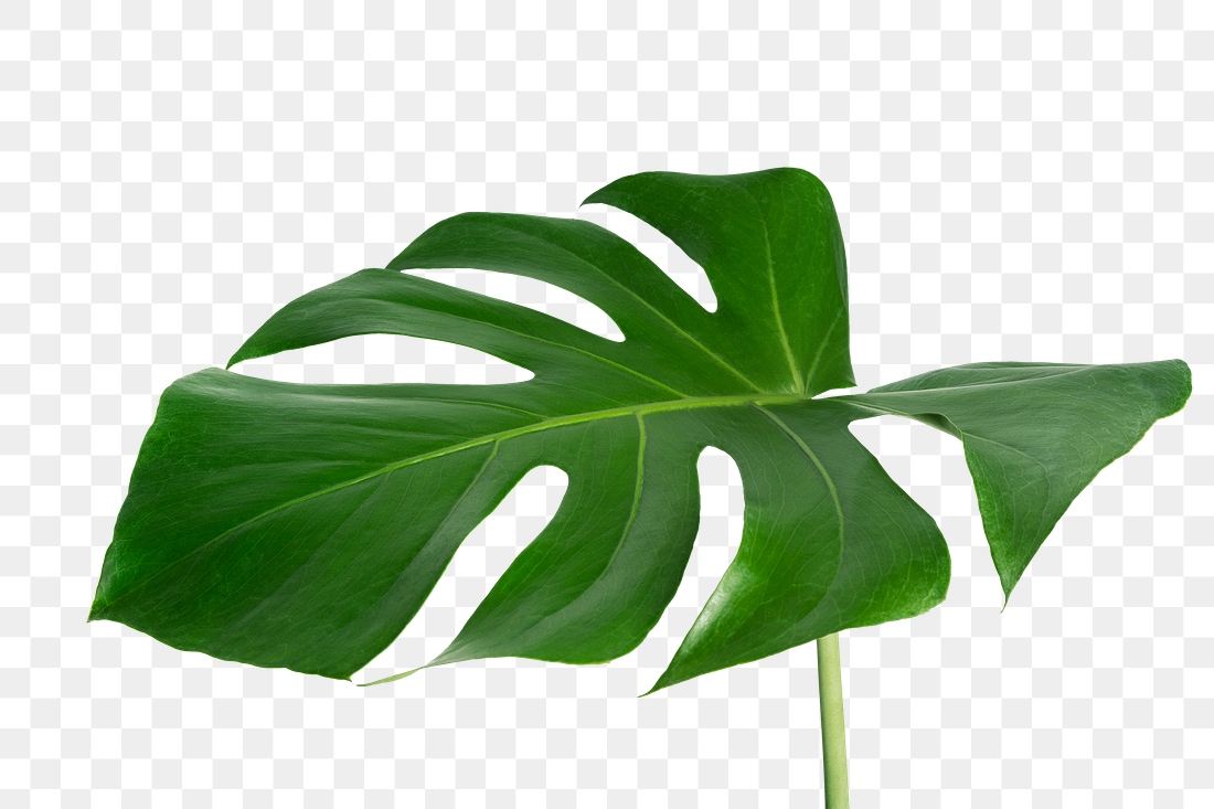 Split leaf philodendron, monstera plant | Premium PNG Sticker - rawpixel