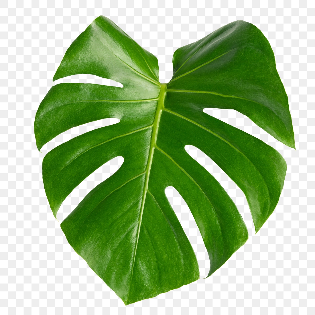 Split leaf philodendron, monstera plant | Premium PNG Sticker - rawpixel