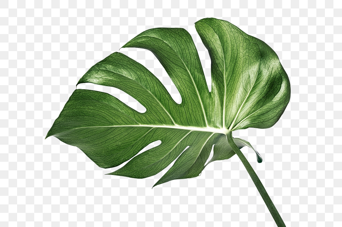 Split leaf philodendron, monstera plant | Premium PNG Sticker - rawpixel