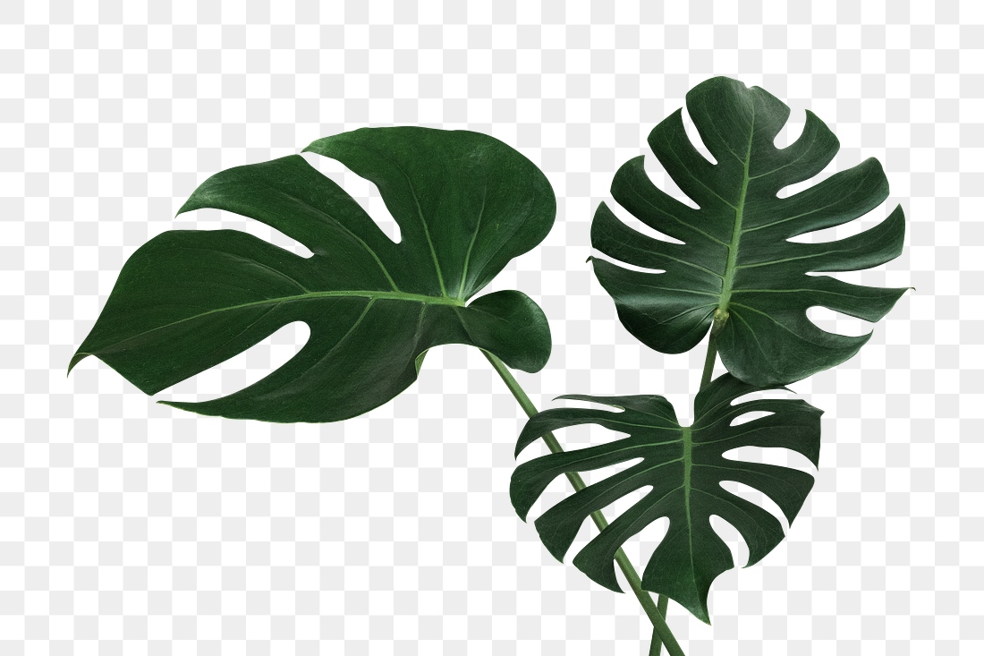 Split leaf philodendron, monstera plant | Premium PNG Sticker - rawpixel