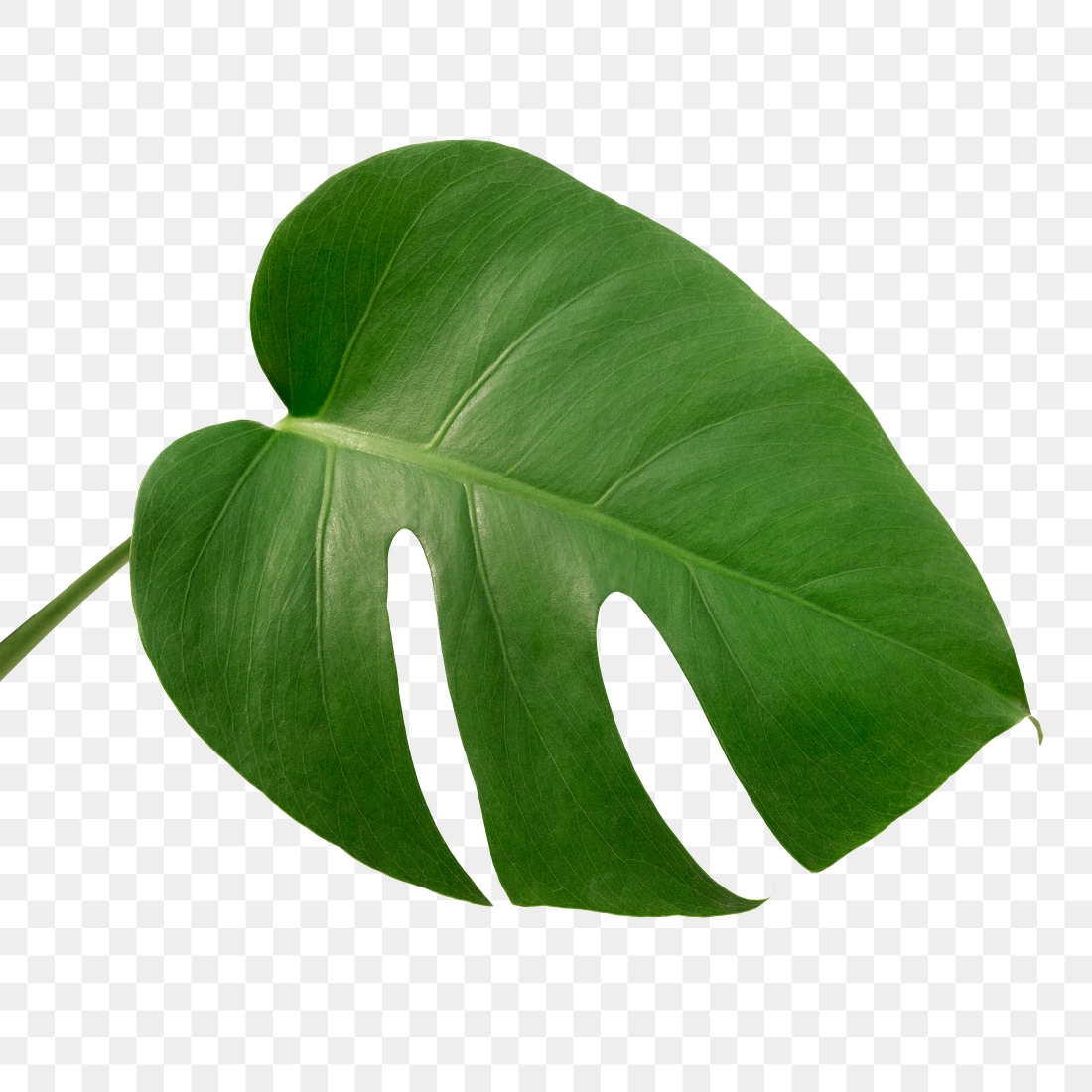 Split leaf philodendron, monstera plant | Premium PNG Sticker - rawpixel