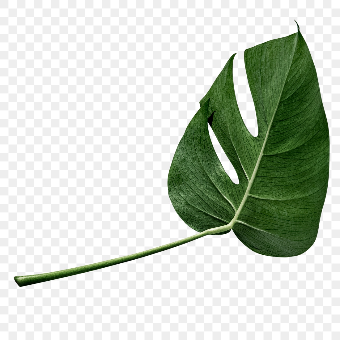 Split leaf philodendron, monstera plant | Premium PNG Sticker - rawpixel