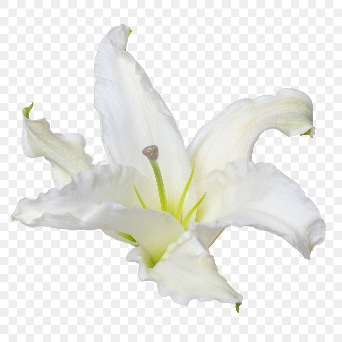 Png White Lily Flower Sticker 