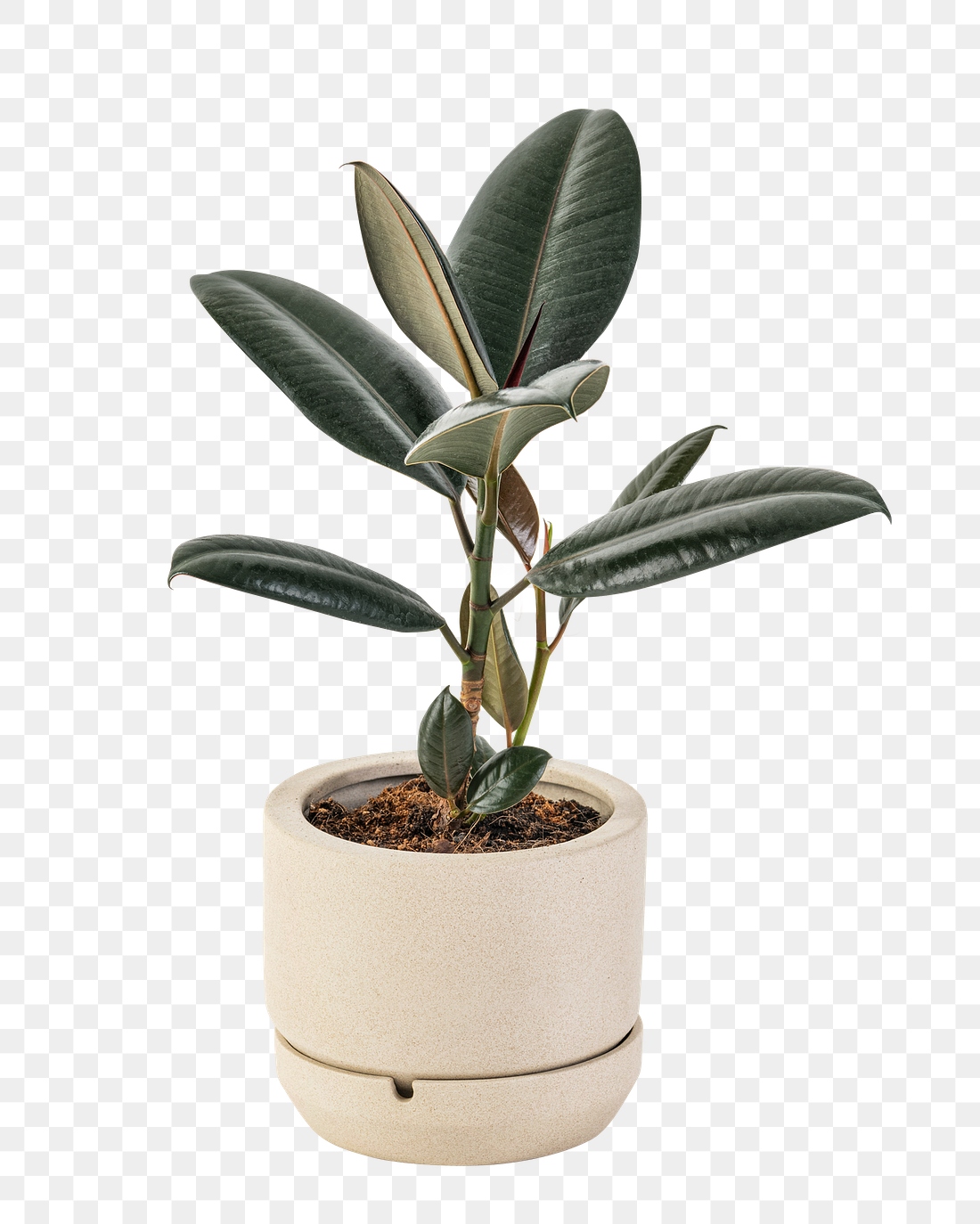 Rubber plant png mockup air-purifying | Premium PNG Sticker - rawpixel