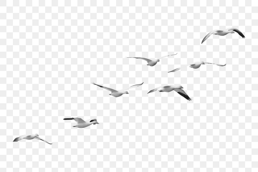 Flying Birds Border Png Sticker, 