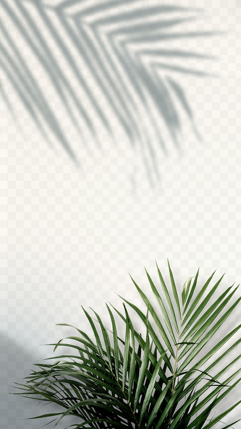 Palm leaf border design element | Premium PNG - rawpixel
