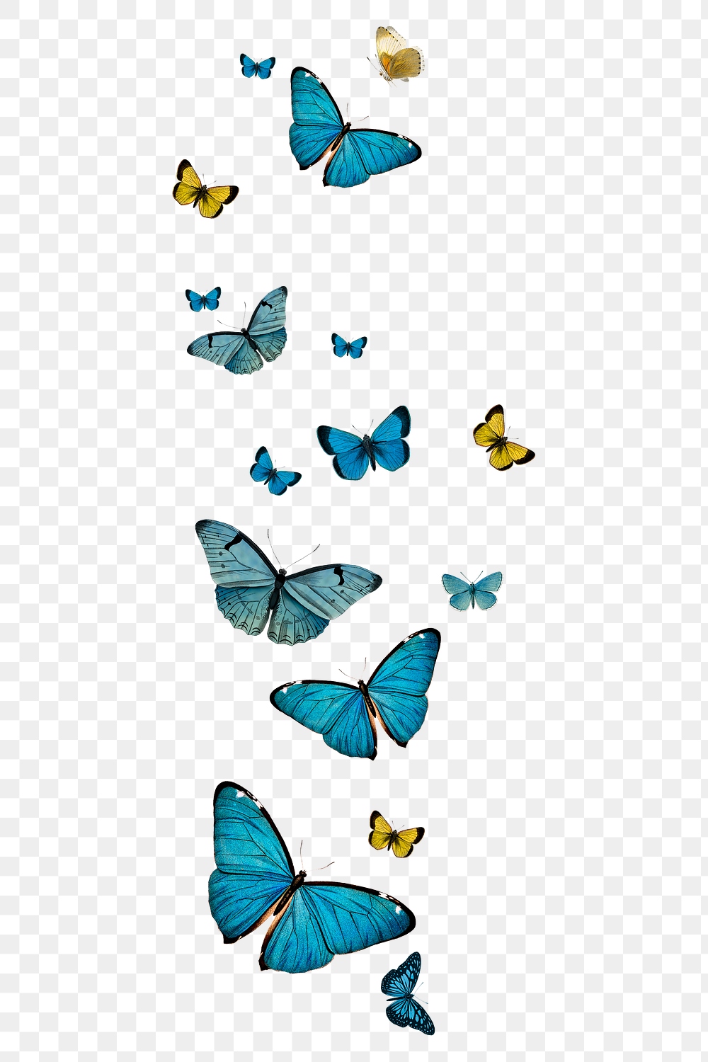 Vintage Common Blue butterflies illustrations | Premium PNG - rawpixel