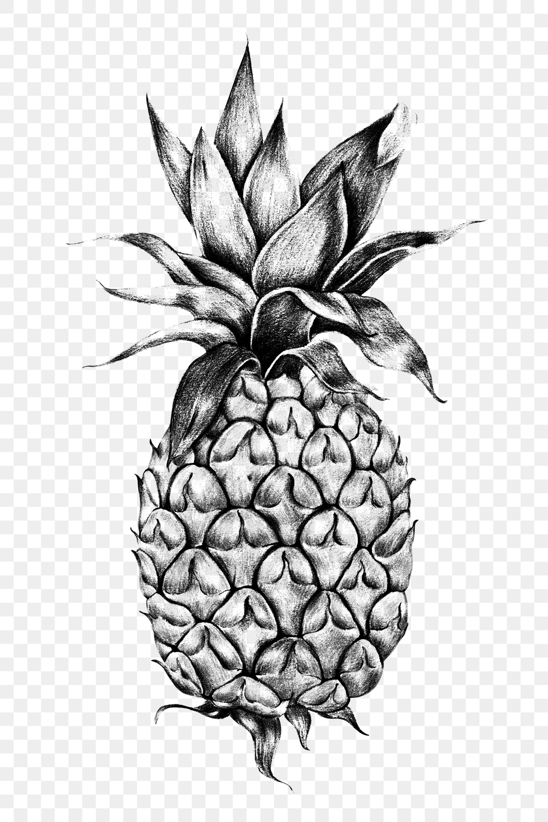 Pineapple drawing style overlay | Premium PNG Sticker - rawpixel