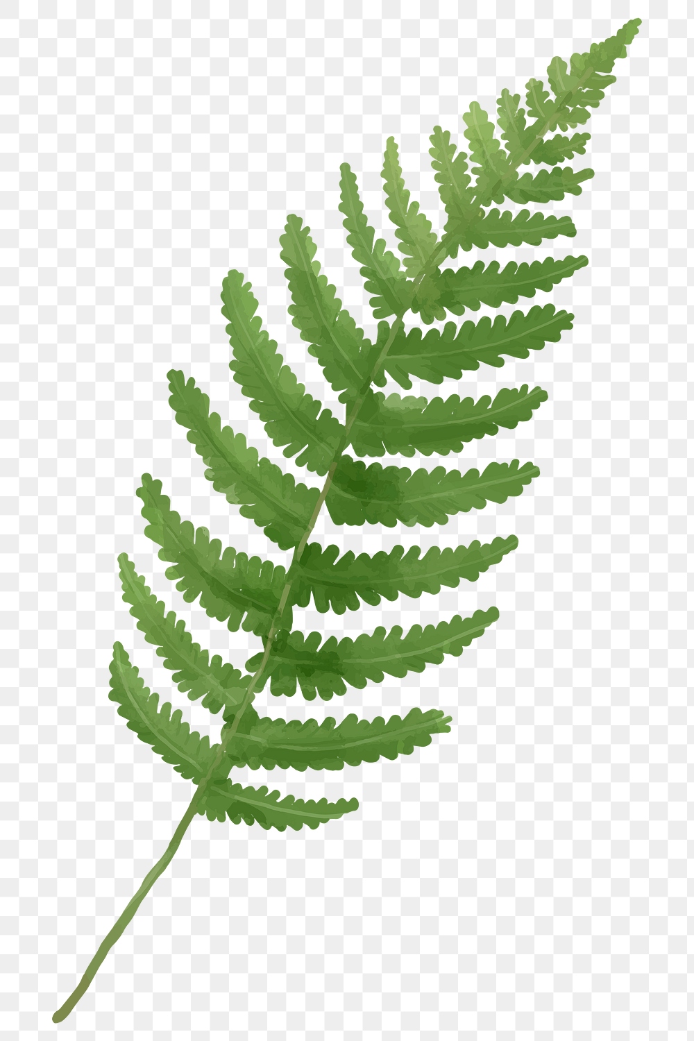 Watercolor png fern frond leaf | Premium PNG Sticker - rawpixel