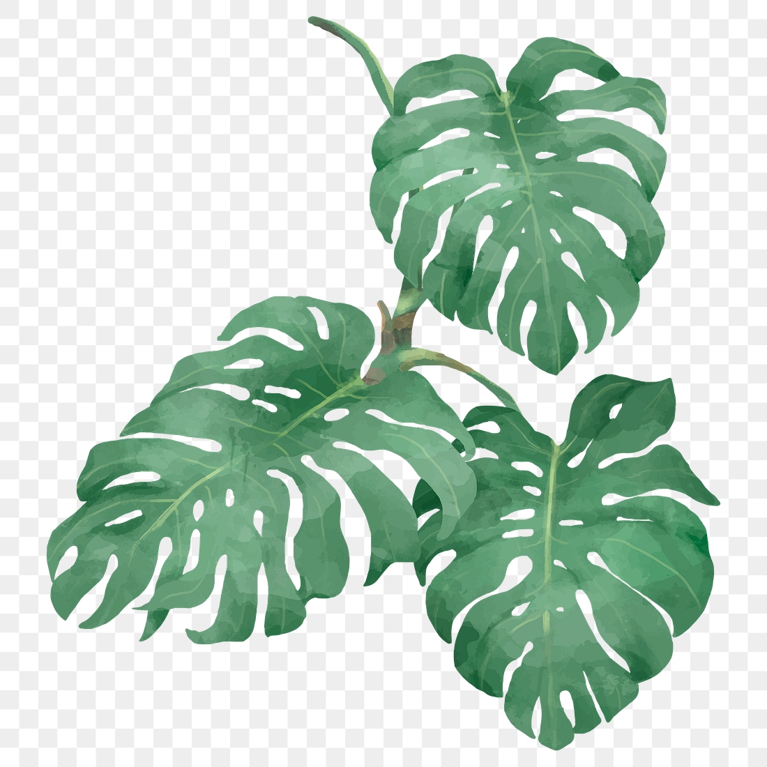 Png watercolor philodendron leaf tropical | Premium PNG Sticker - rawpixel