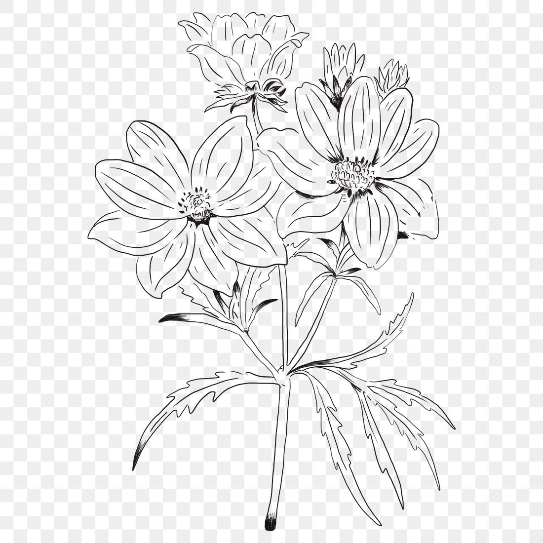 Hand Drawn Calliopsis Flower Transparent 