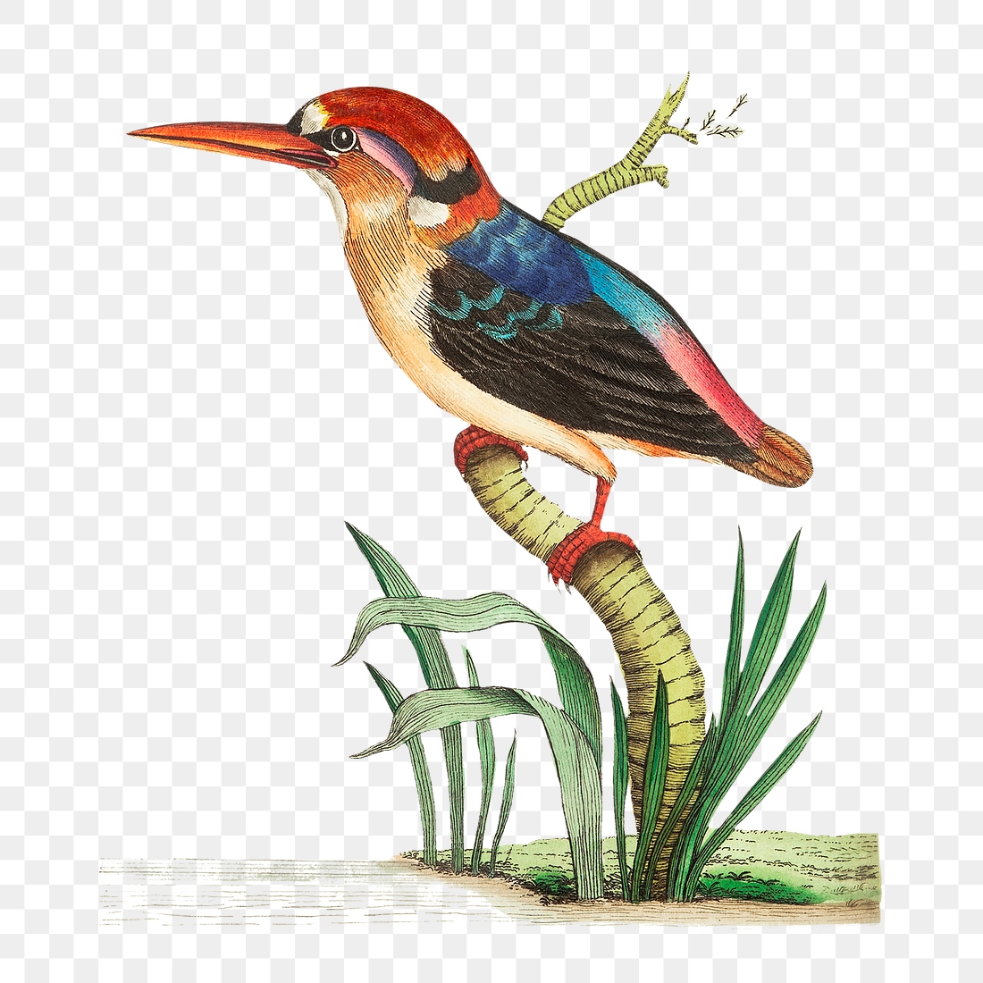 Png sticker red headed kingfisher | Free PNG Sticker - rawpixel