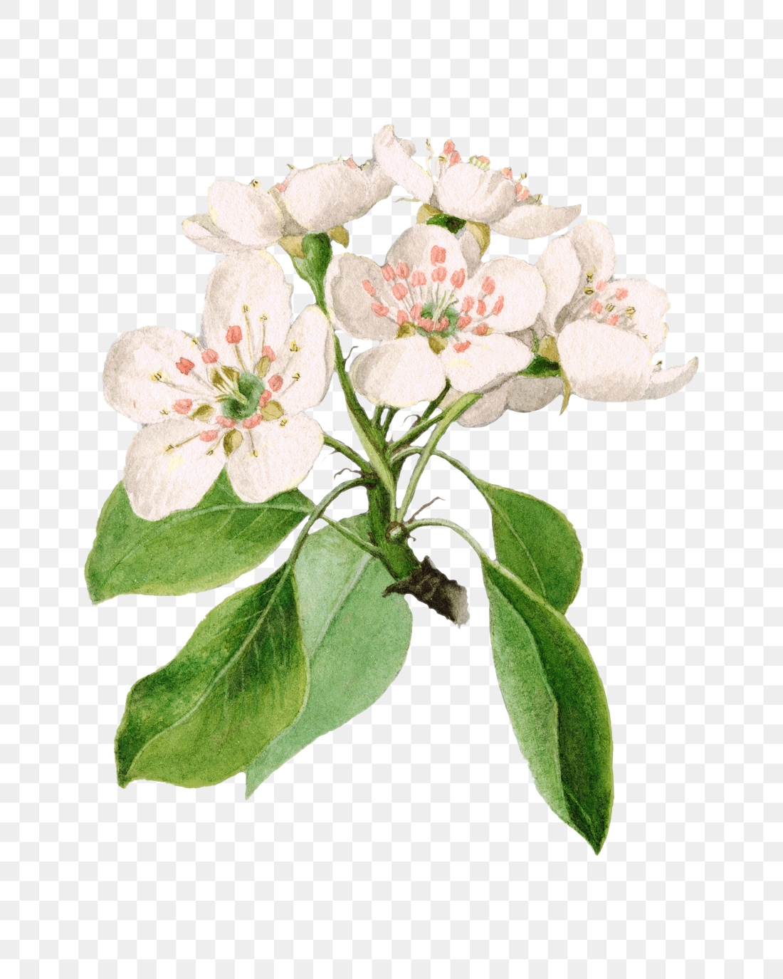 Vintage pear flowers transparent png. | Premium PNG Sticker - rawpixel