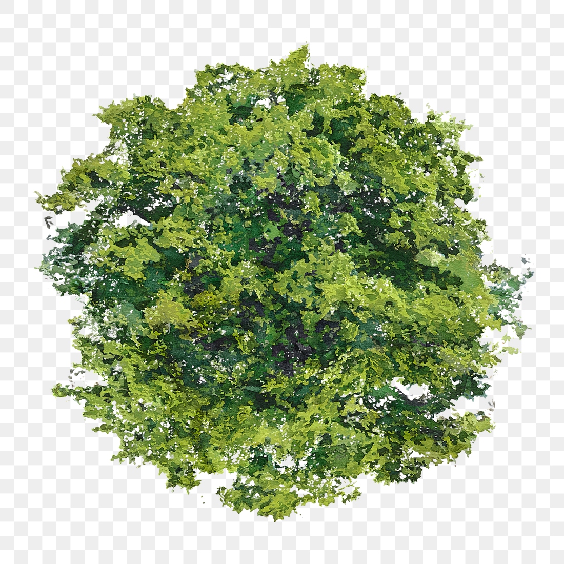 Tree png, top view spring | Premium PNG - rawpixel