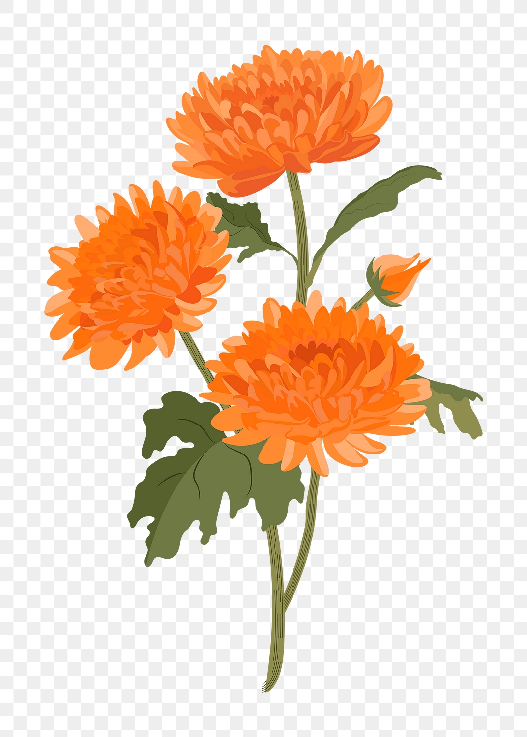 Orange chrysanthemum png flower sticker, | Premium PNG - rawpixel