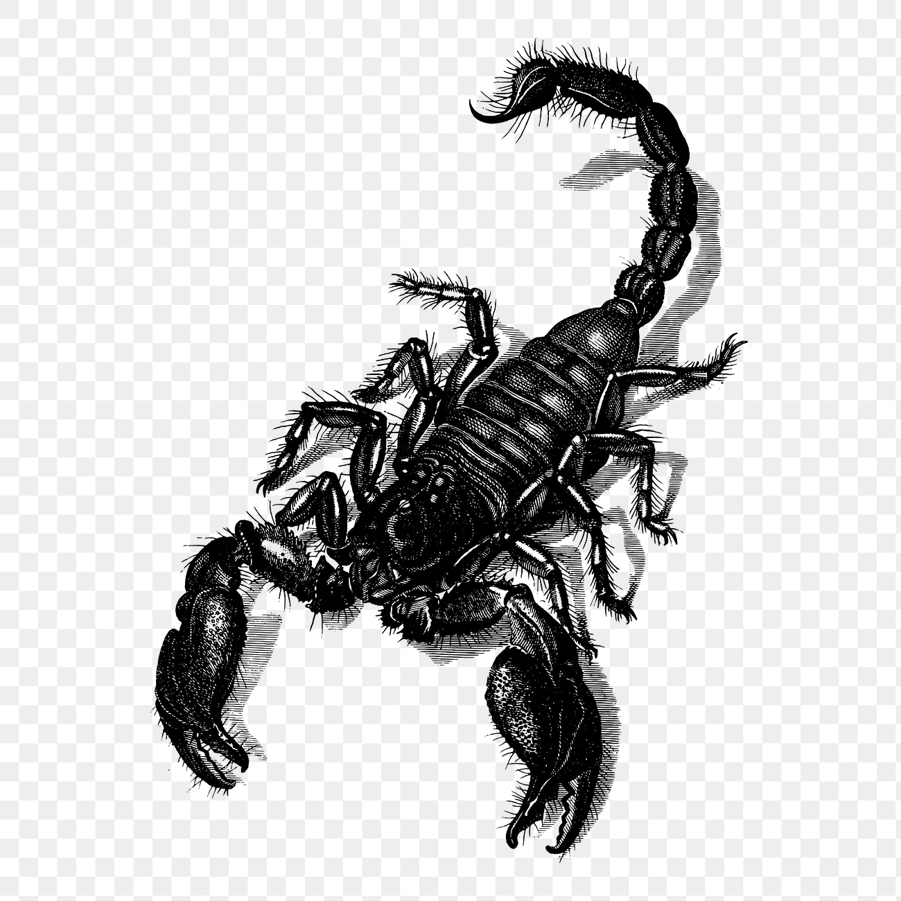 Scorpion png sticker, animal vintage | Free PNG - rawpixel