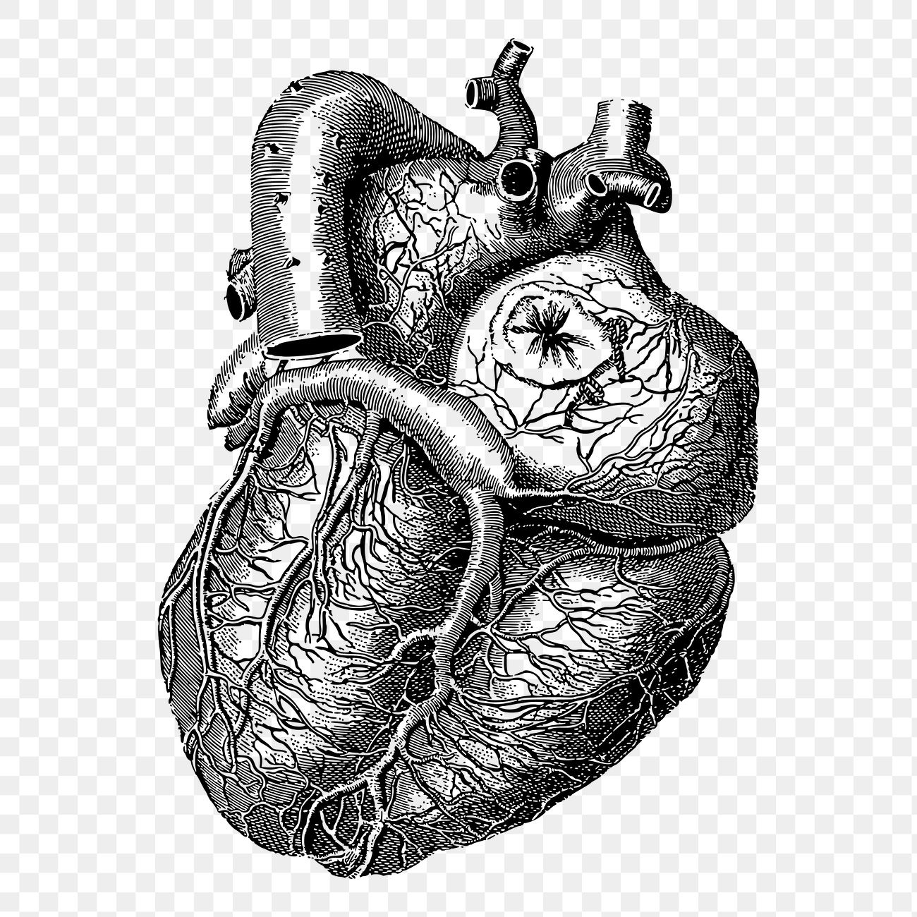 Realistic heart png sticker, medical | Free PNG - rawpixel