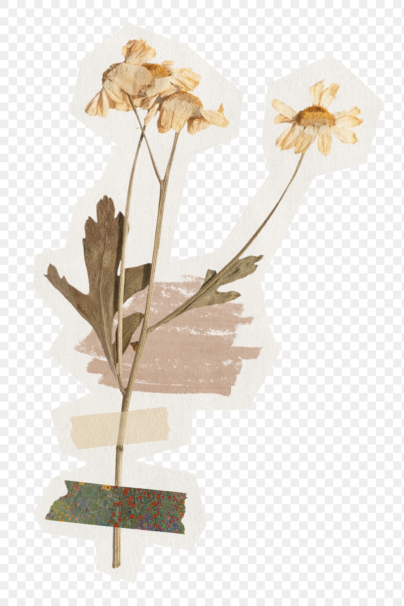 Png dried daisy flower sticker, | Free PNG - rawpixel