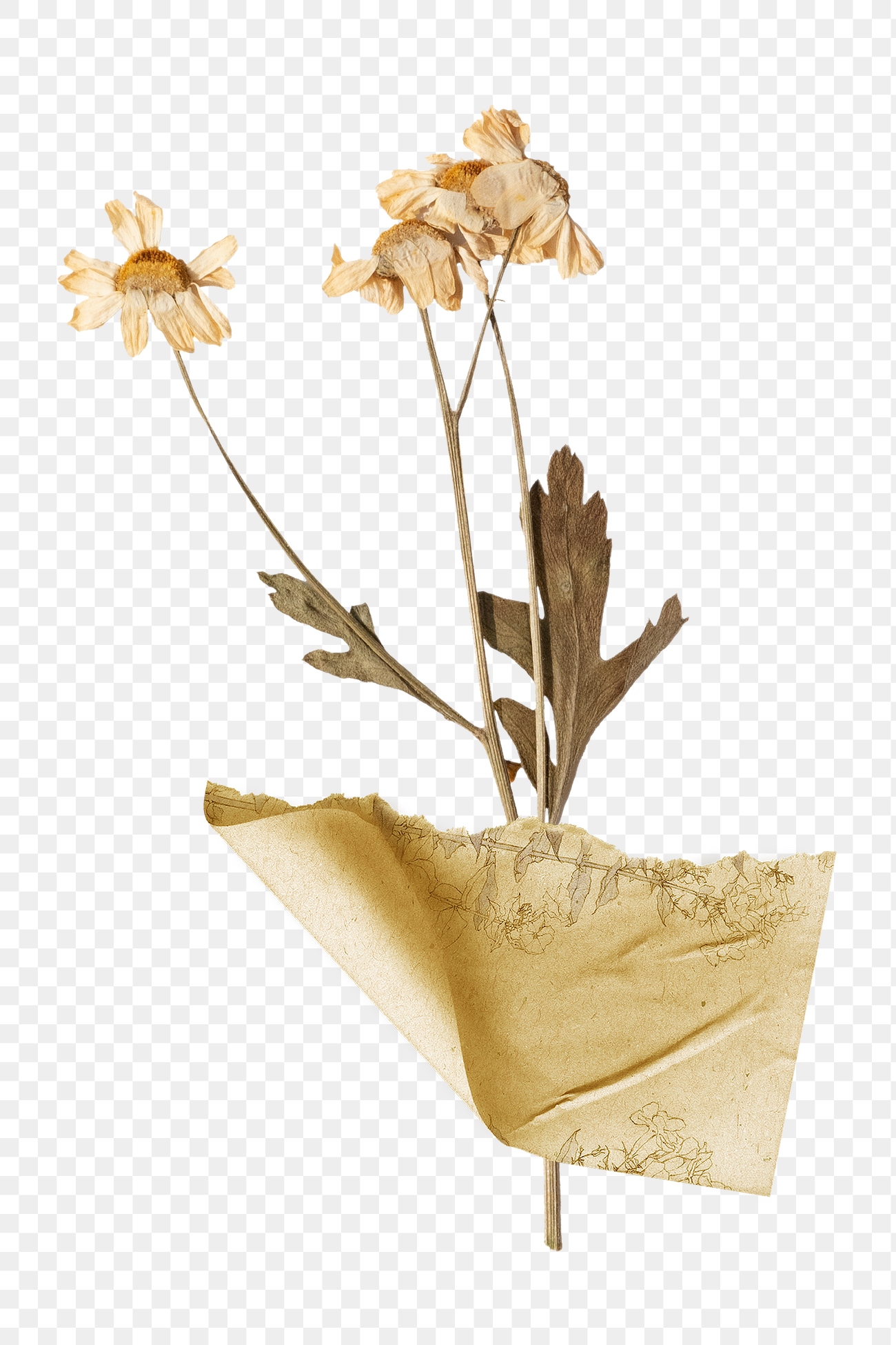 Dried flower png sticker, ripped | Premium PNG - rawpixel