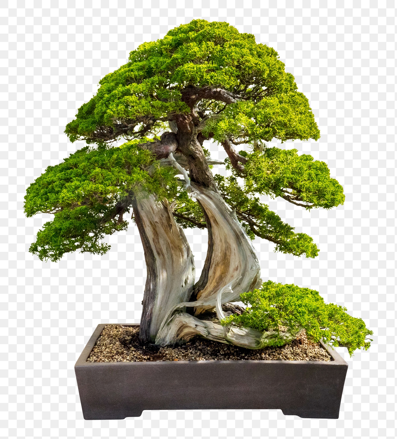 Japanese bonsai png tree sticker, | Free PNG - rawpixel