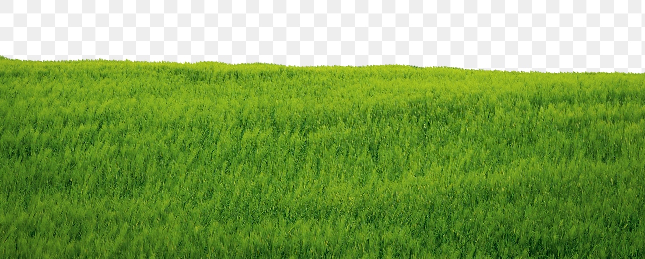 Grass field png border, transparent Free PNG rawpixel