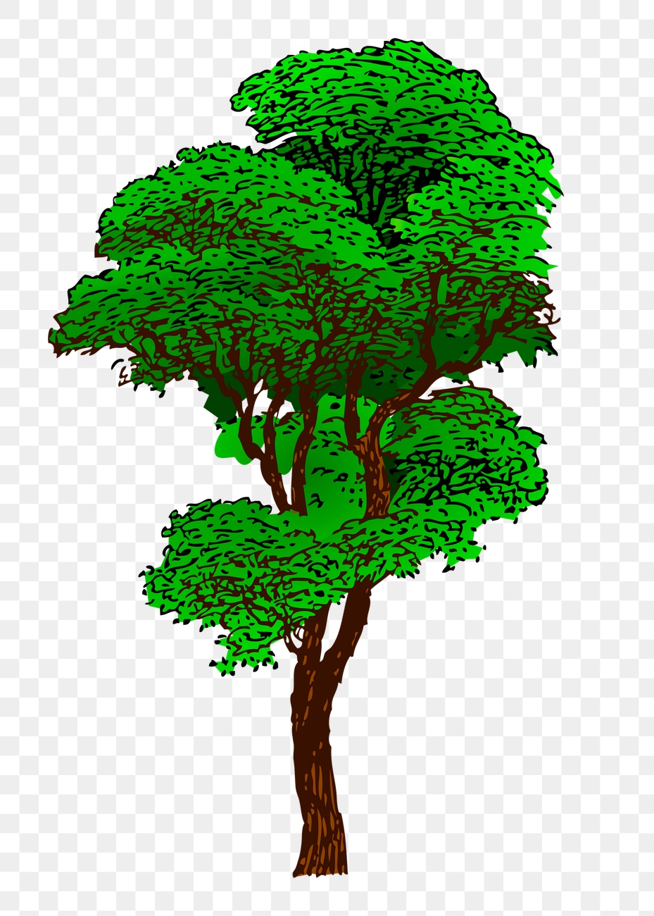 Big Tree Png Sticker Nature Free Png Rawpixel