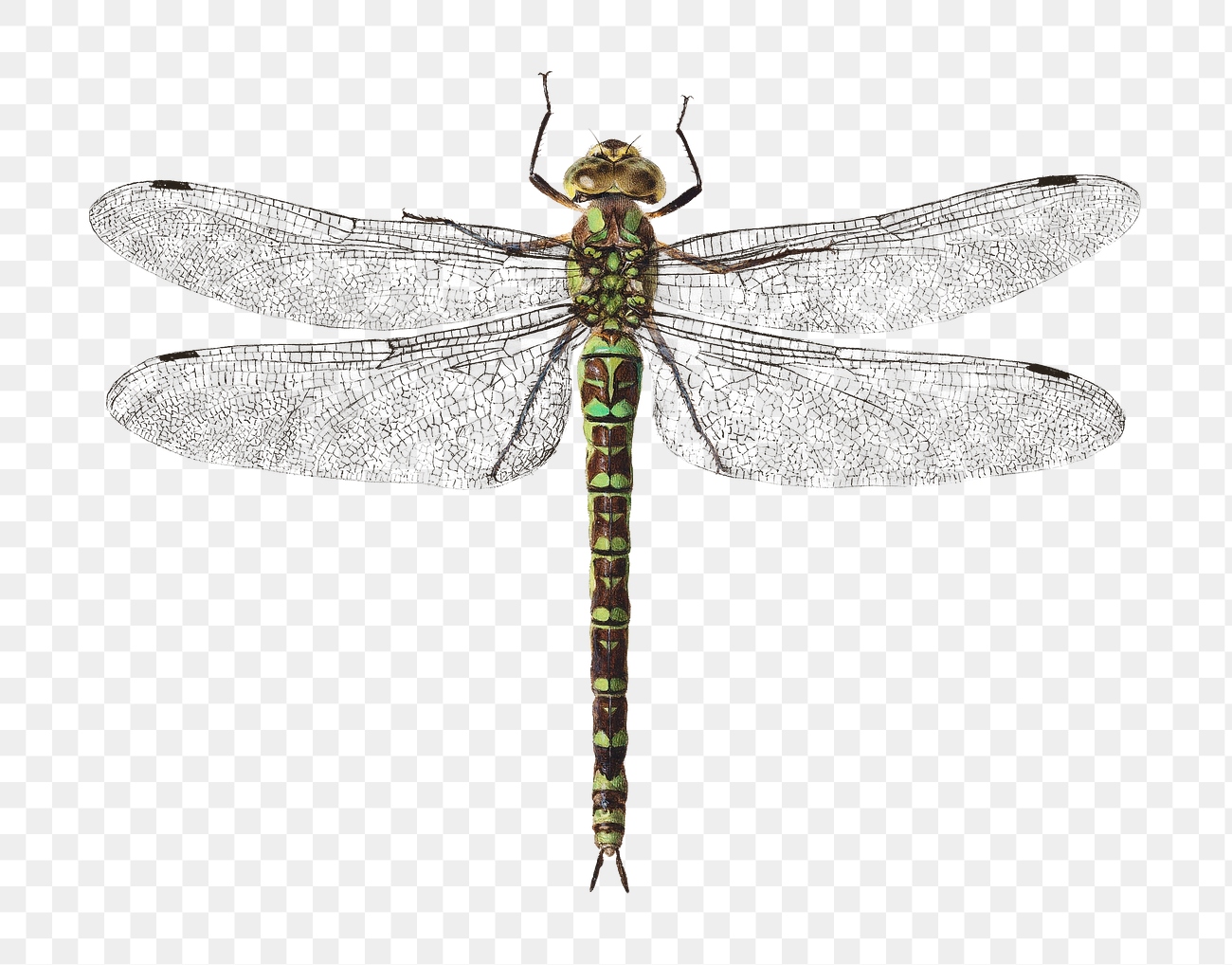 Dragonfly png sticker, vintage artwork, | Premium PNG - rawpixel