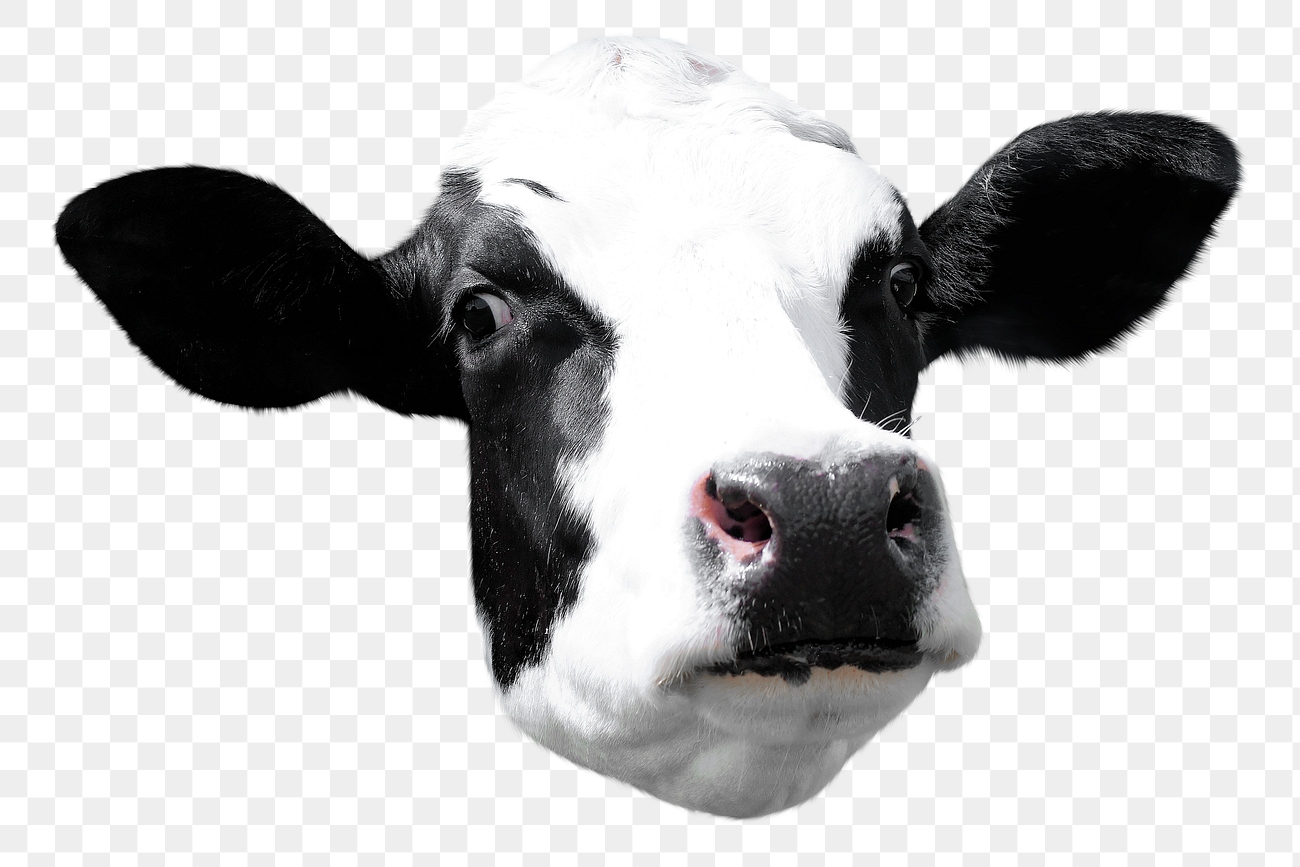 Cow png sticker, farm animal, | Premium PNG - rawpixel