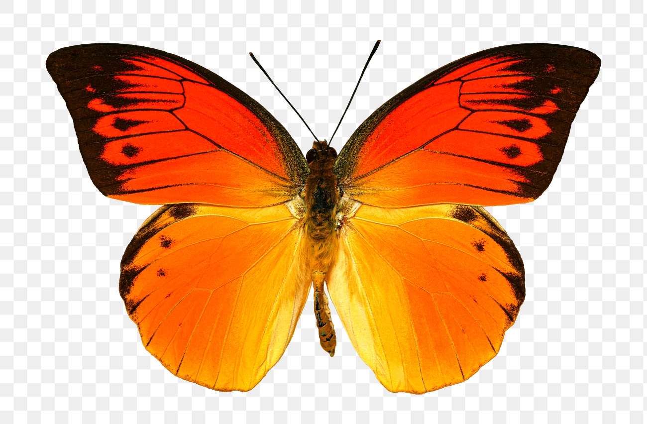 Orange butterfly png sticker, transparent | Free PNG - rawpixel