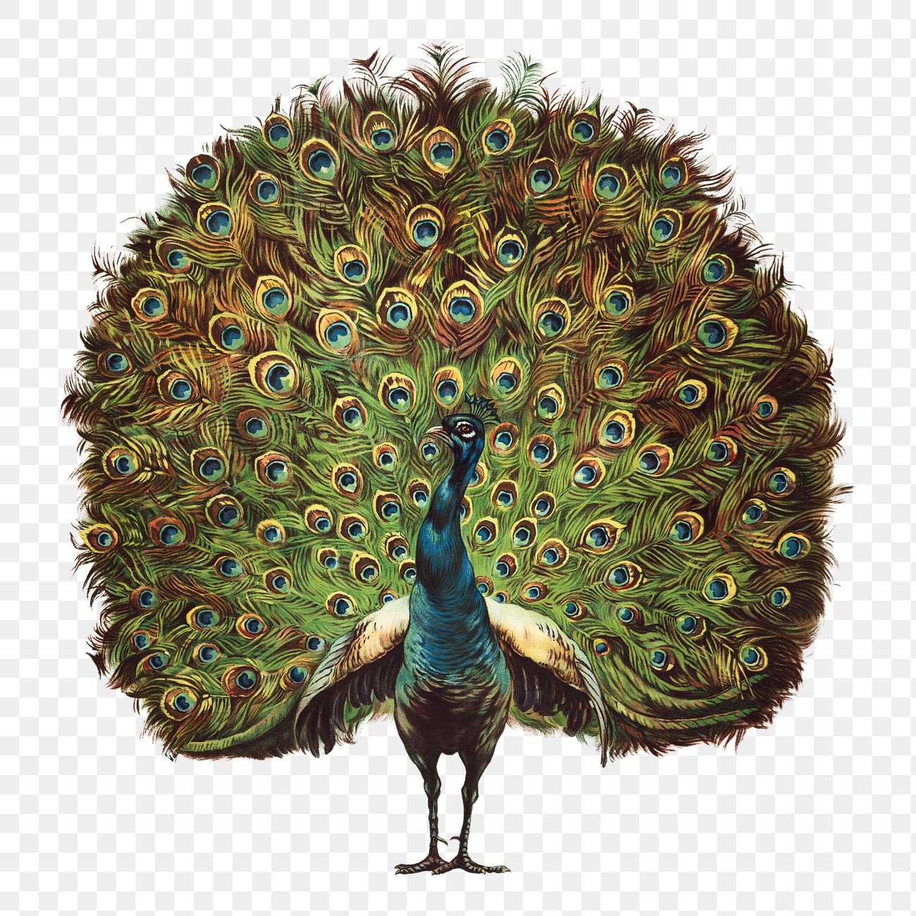 Vintage peacock png sticker, animal | Premium PNG - rawpixel