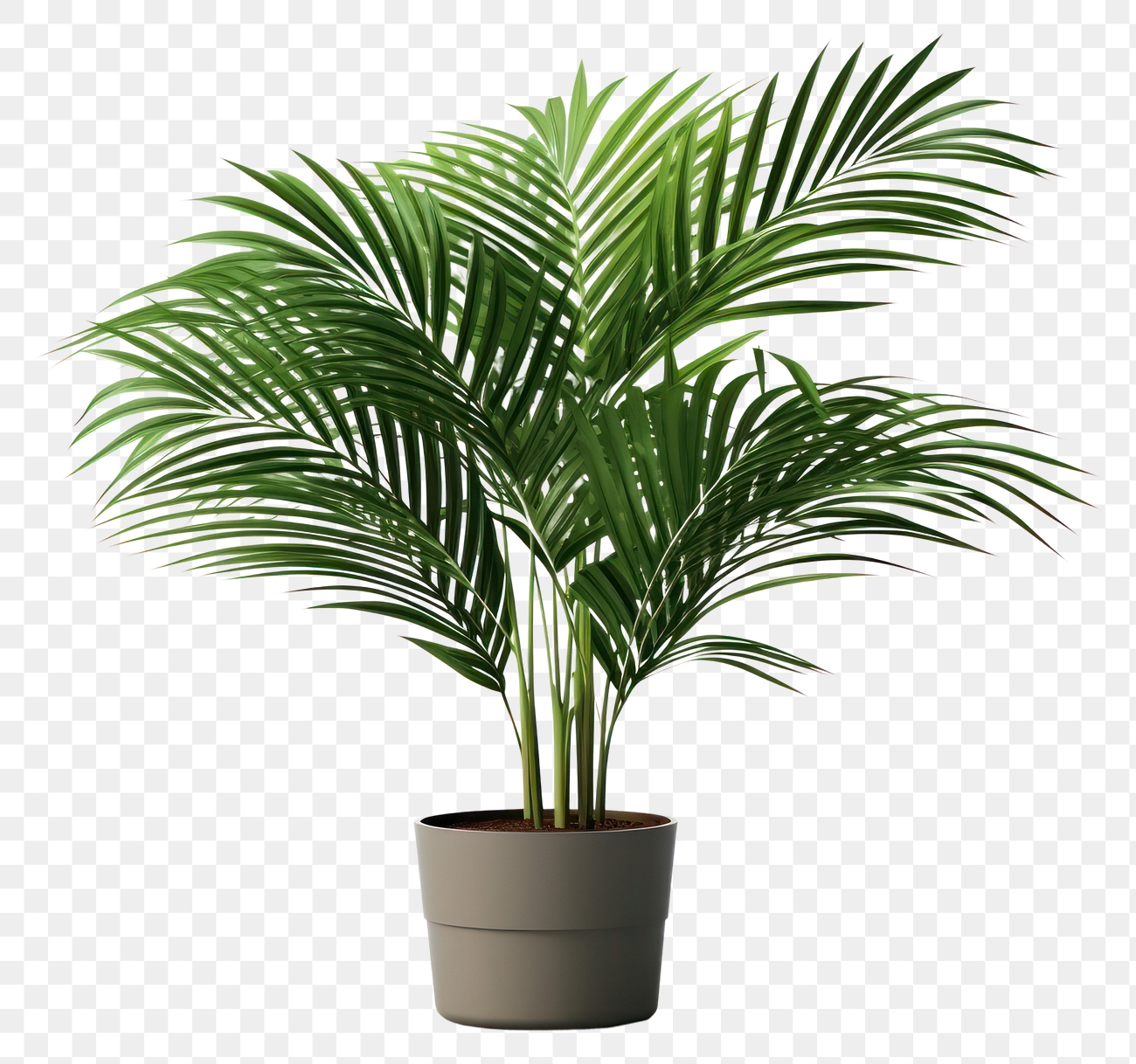 PNG Plant tree houseplant leaf. | Premium PNG - rawpixel