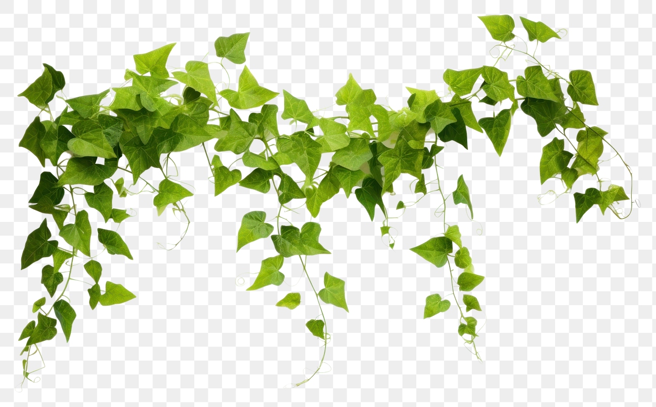 PNG Plant leaf vine ivy | Premium PNG - rawpixel