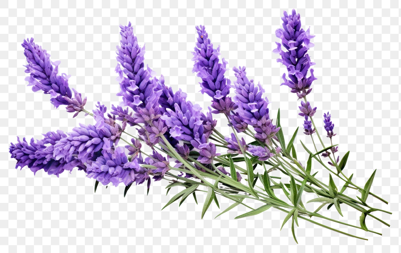 PNG Lavender blossom flower plant. | Premium PNG - rawpixel