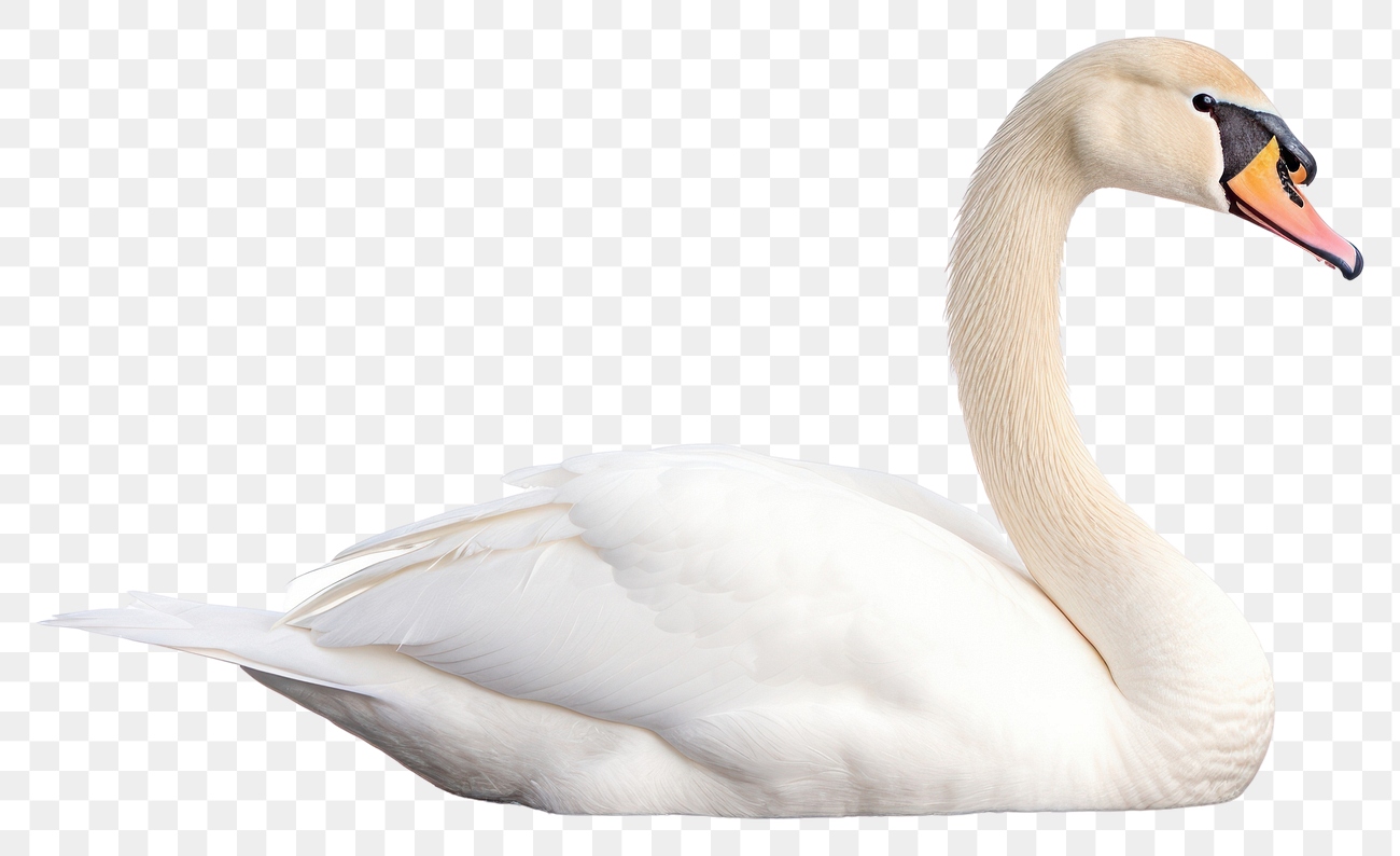 PNG Bird swan animal white | Premium PNG - rawpixel