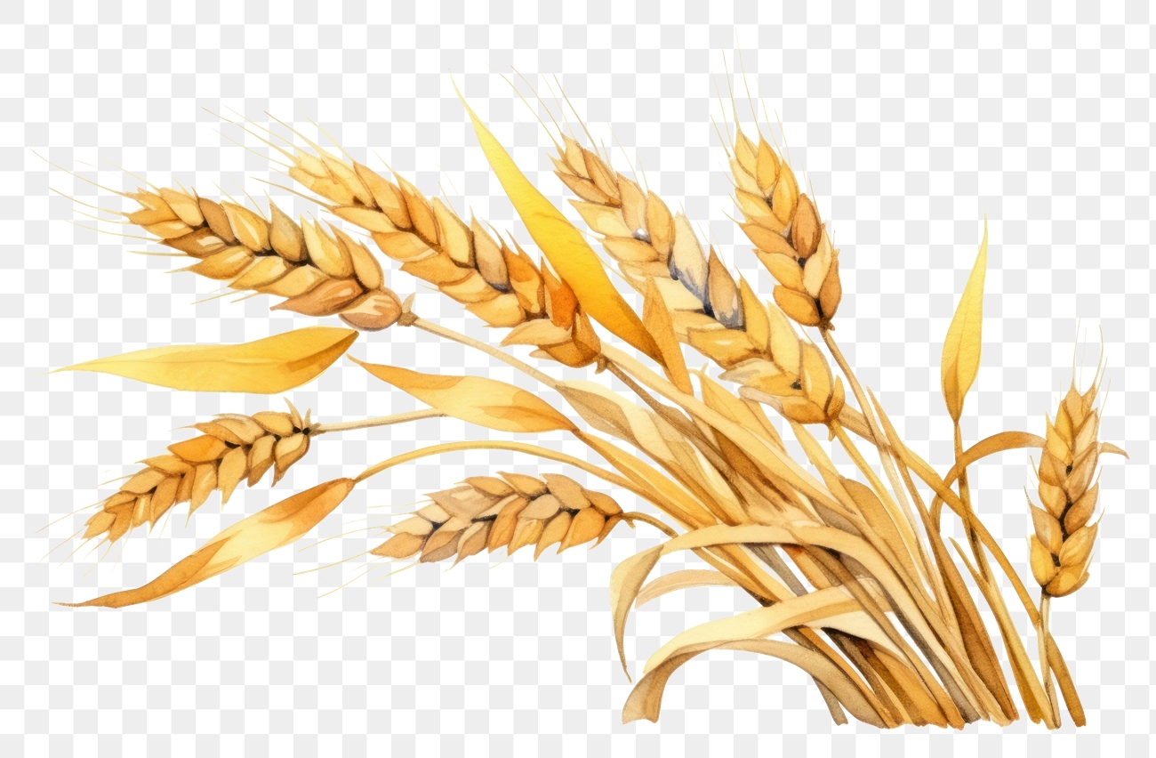 PNG Wheat food invertebrate agriculture. | Premium PNG - rawpixel