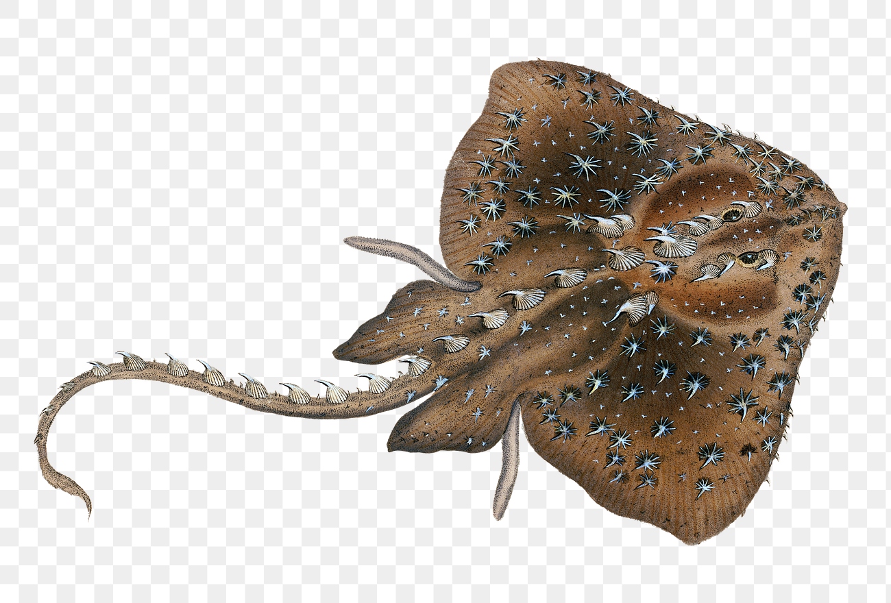 Star ray. Amblyraja. Raja Radiata. Amblyraja Hyperborea. Raja Radiata перевод.