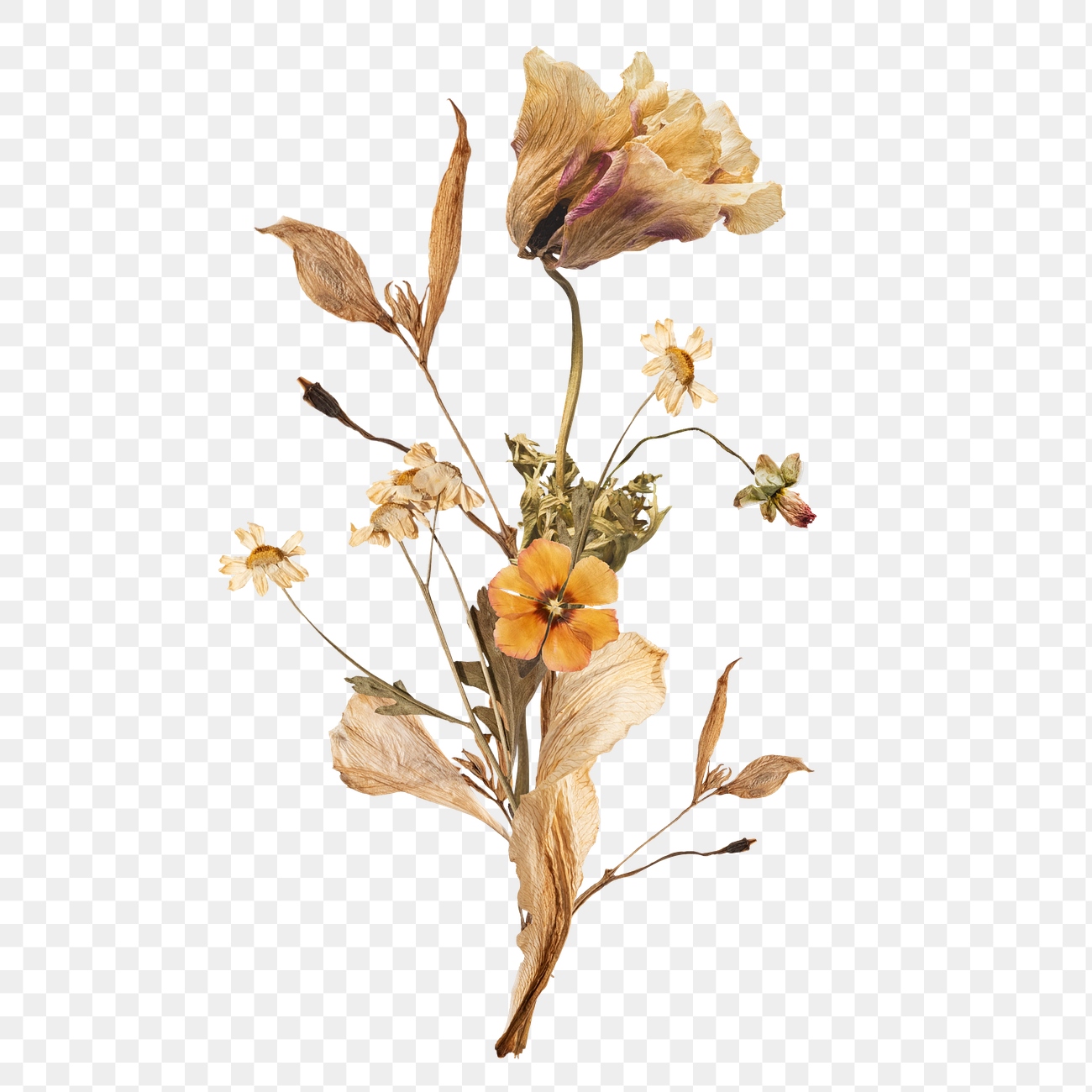 Dry Autumn flower png element, | Premium PNG - rawpixel