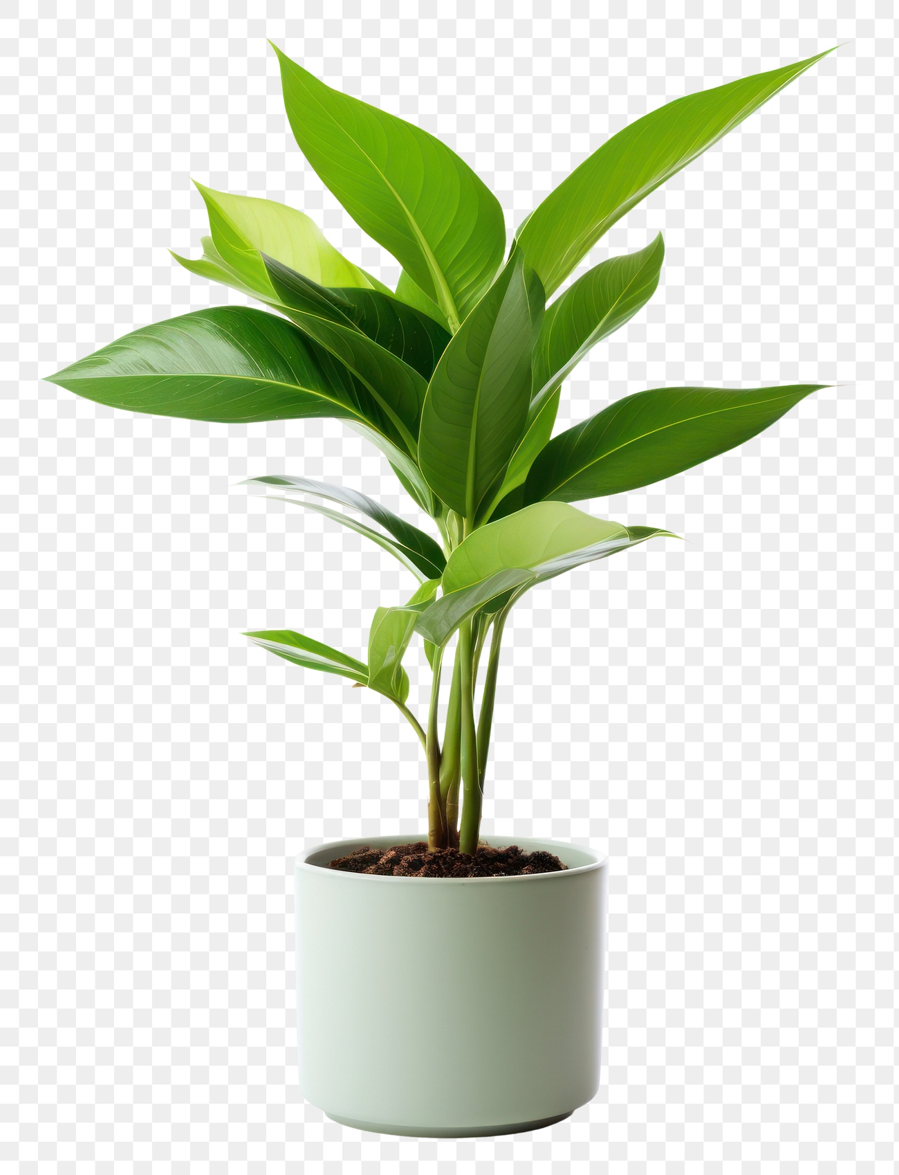 PNG Plant leaf houseplant. AI | Free PNG - rawpixel