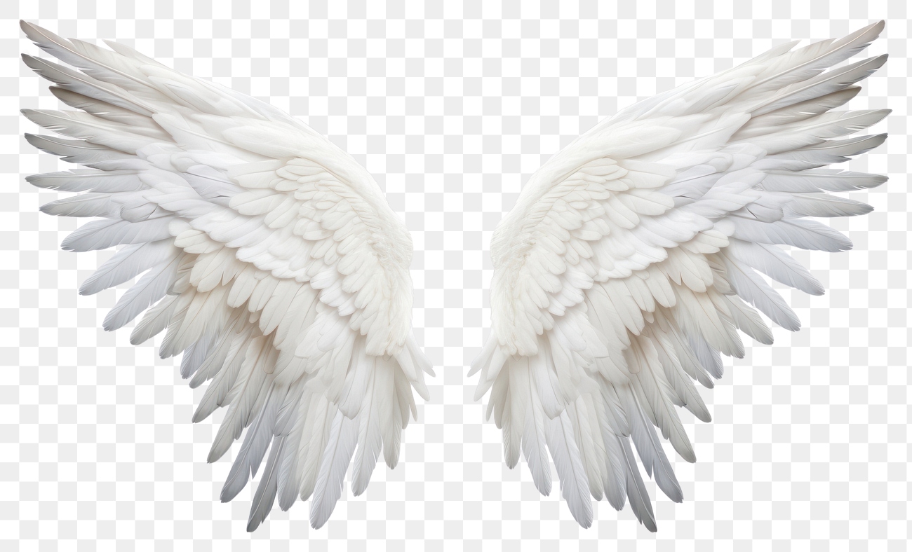 PNG Wings angel bird white | Premium PNG - rawpixel