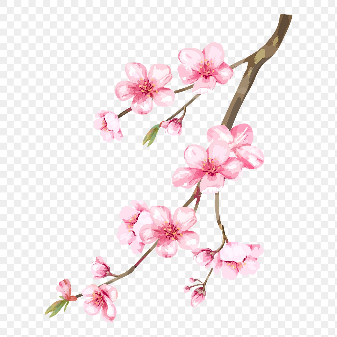 Cherry blossom flower png sticker, | Premium PNG - rawpixel