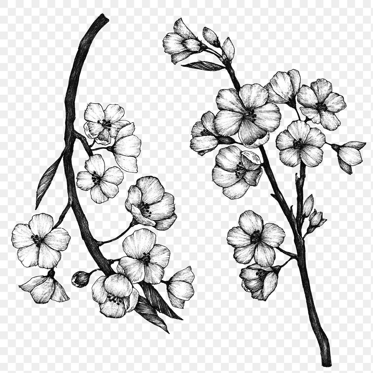 Black and white sakura png | Free PNG Sticker - rawpixel