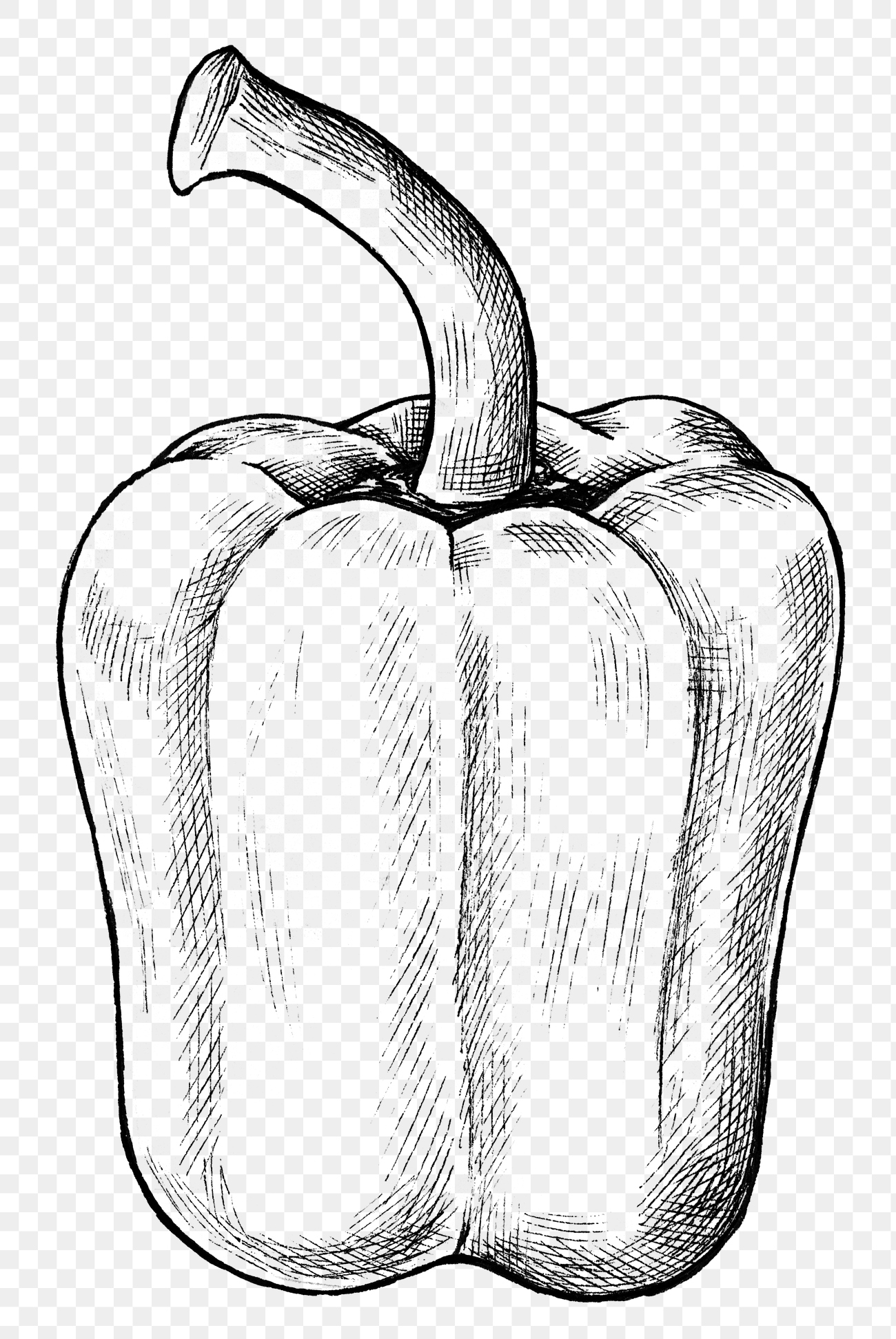 Hand drawn fresh bell pepper | Free PNG Sticker - rawpixel